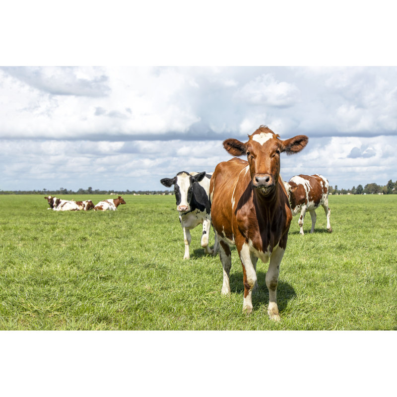 Curious Cheeky Cow Happy Running Towards In A Green Field Under A Blue Sky And A Distant Horizon by Clara Bastian - Wrapped Canvas Print