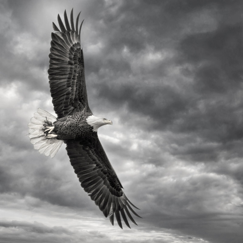 " Eagle In Flight " by PHBurchett, 12" H x 12" W