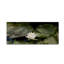 « one white water lily » par kurt shaffer, reproduction de photo sur toile tendue-13906884