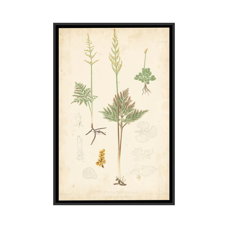 « palm study ii », reproduction d’impression sur toile, H 26 po x l 18 po x P 1,5 po, Toile avec cadre noir, Pas de tapis
