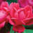 1 Gal. Red Double Knock Out Rose