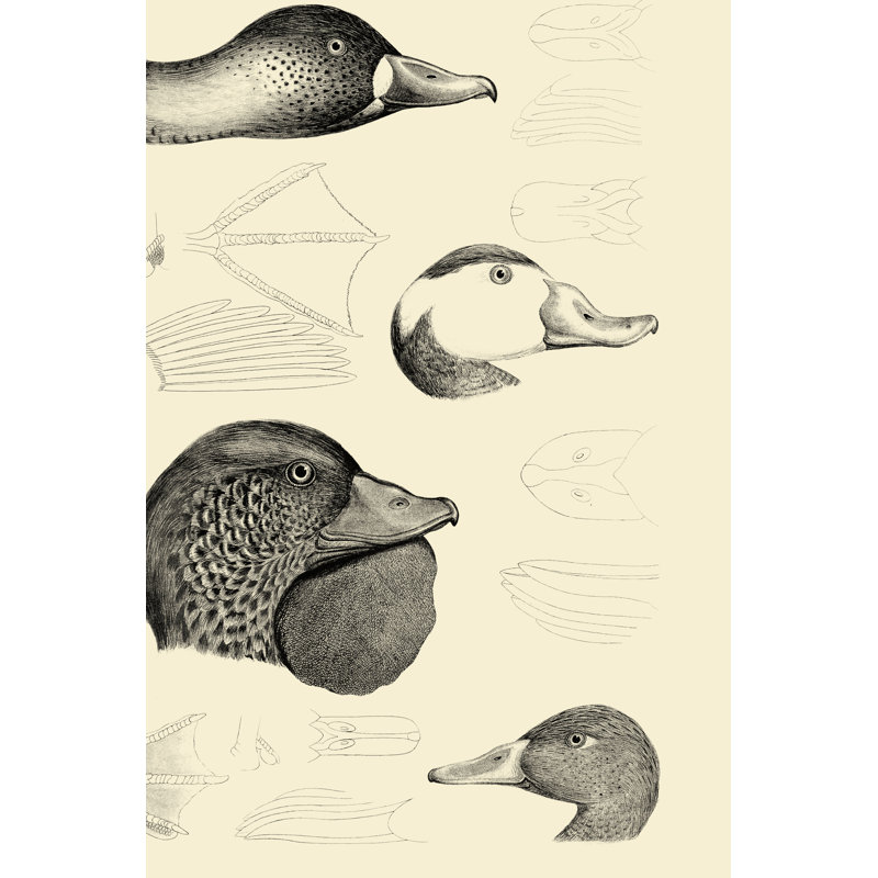 Waterbird Sketchbook IV - Drawing, 91 cm H x 61 cm W, Black Floater Framed