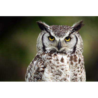 Closeup Of A Grumpy Looking Owl by Megan Lorenz - Wrapped Canvas Print