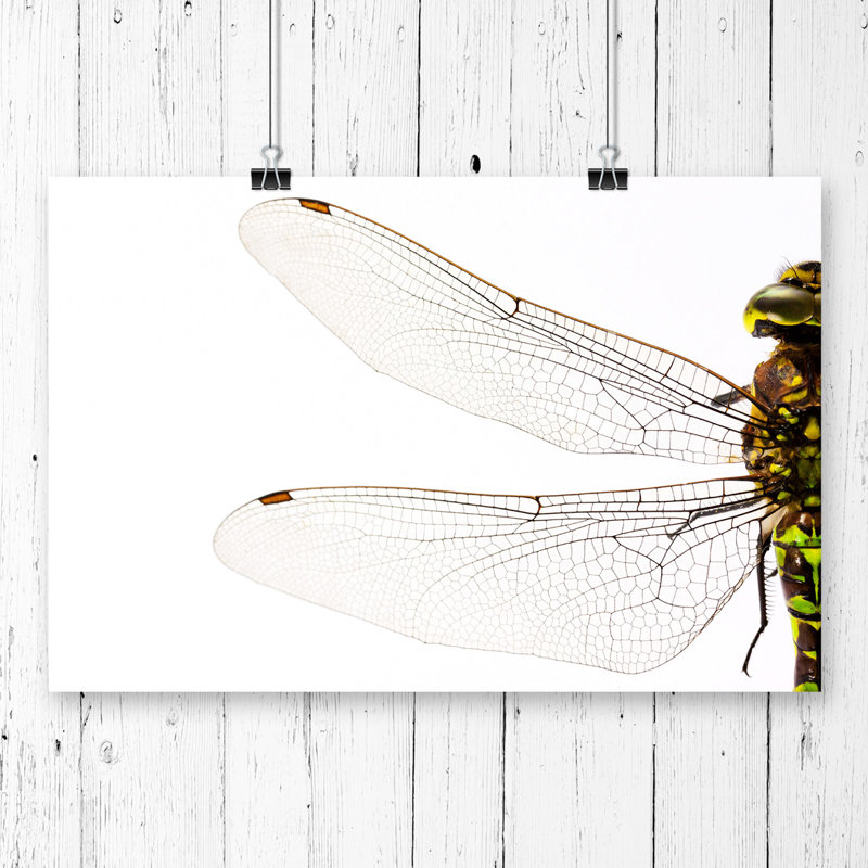 Dragonfly Insect - Frameless Print, 29.7 x 42cm