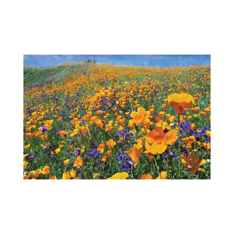 California Poppy And Desert Bluebell Flowers, Antelope Valley, California IV by Tim Fitzharris - Wrapped Canvas Print