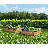 Miracle-Gro Wood 4 X 4 Ft. Raised Garden Bed-124746769