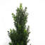 90cm Faux Tree in Pot Liner