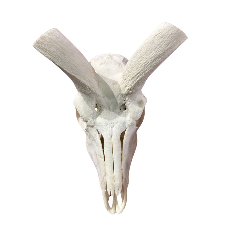 Real Kudu Skull, Medium Size