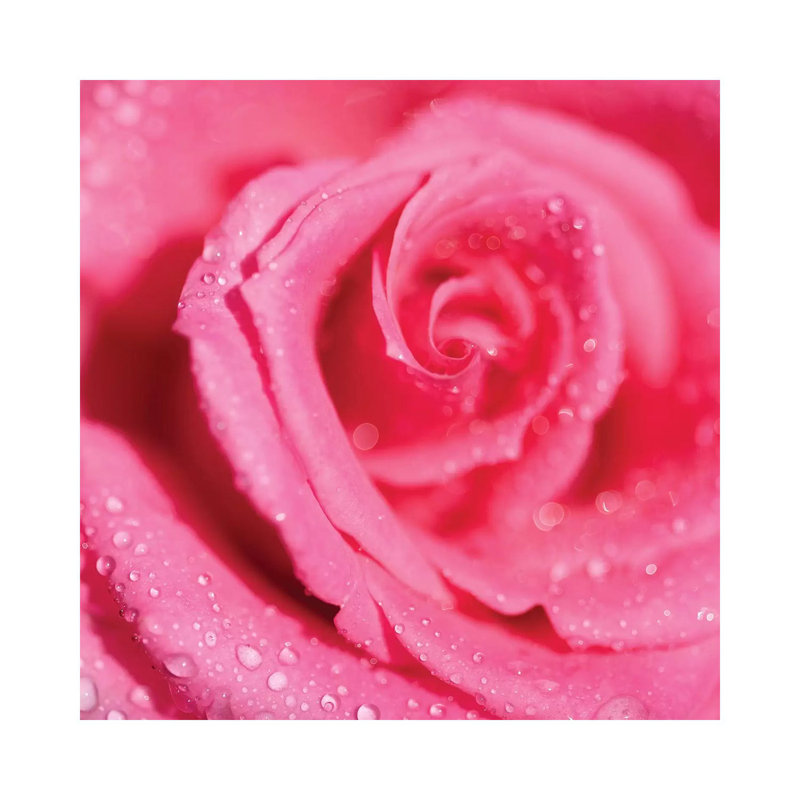 Rose And Raindrops - Wrapped Canvas Print, 30.48 cm H x 30.48 cm W