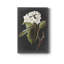 Fleurs blanches dramatiques I - impression-2015476550
