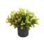 Outdoor Croton Bush Arrangement In A Fiberstone Pot-107949445