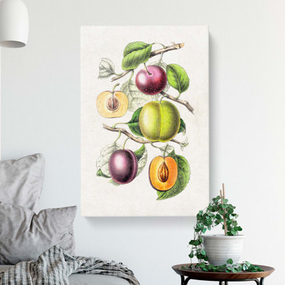 Illustration of Prunes - Wrapped Canvas