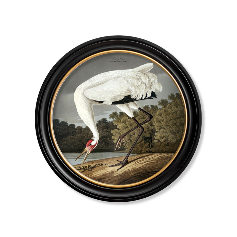 Hooping Crane In Round Frame by Audubon - Single Picture Frame Print on Archival Matt 230gsm Paper