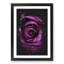 Striking Purple Rose - Framed Print-56742736-56742739