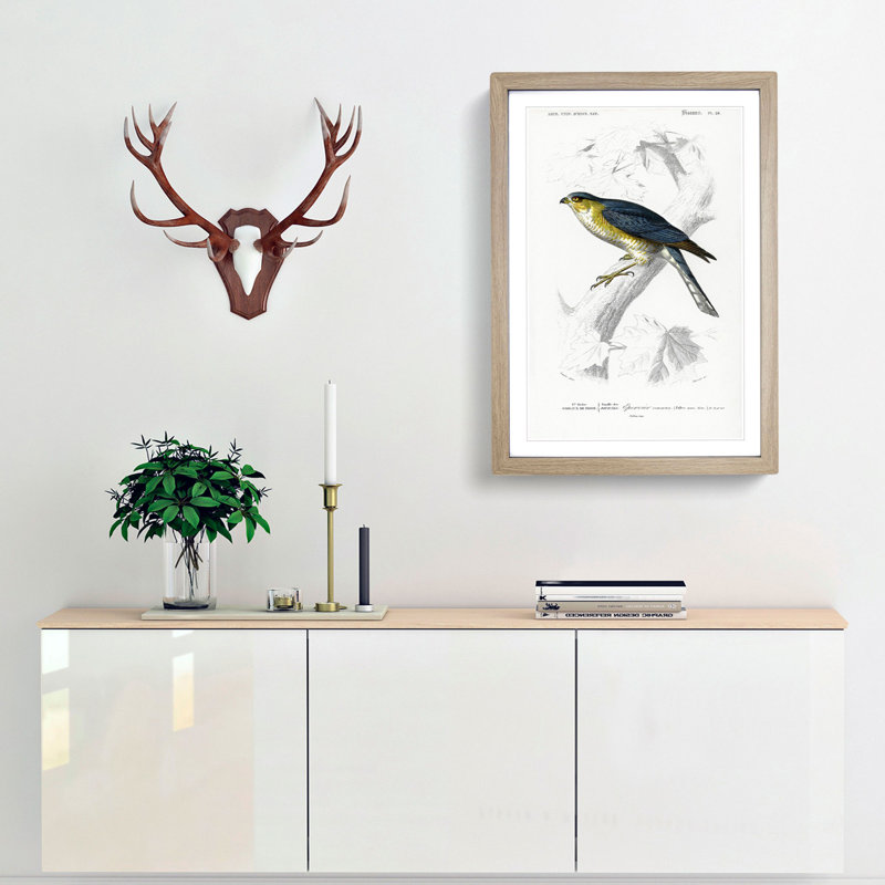 Eurasian Sparrowhawk by Charles D' Orbigny - Picture Frame Painting Print, 48cm H x 36cm W x 2cm D, Oak Framed