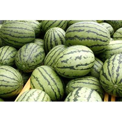 " Watermelon " by Gyro