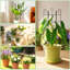 Lot de 4 treillis pour plantes grimpantes d'intérieur, treillis métallique extensible et robuste pour plantes en pot d'extérieur, fleurs, vigne, lierre, 43 cm (H)-7767332