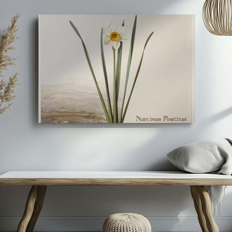 Toile, art mural Narcissus Poeticus, H 9 po x l 12 po