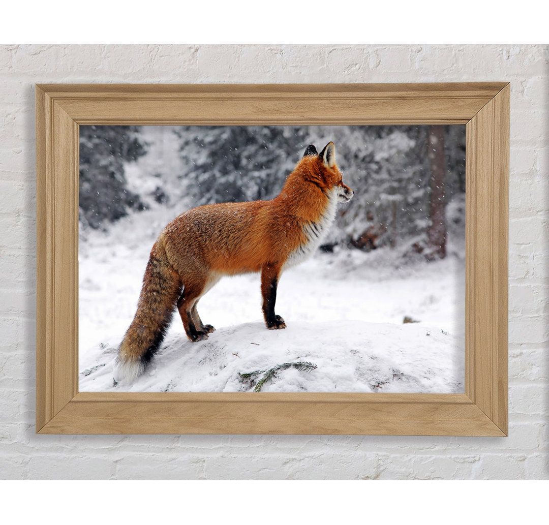 Winter Snow Fox - Einzelner Bilderrahmen Kunstdrucke