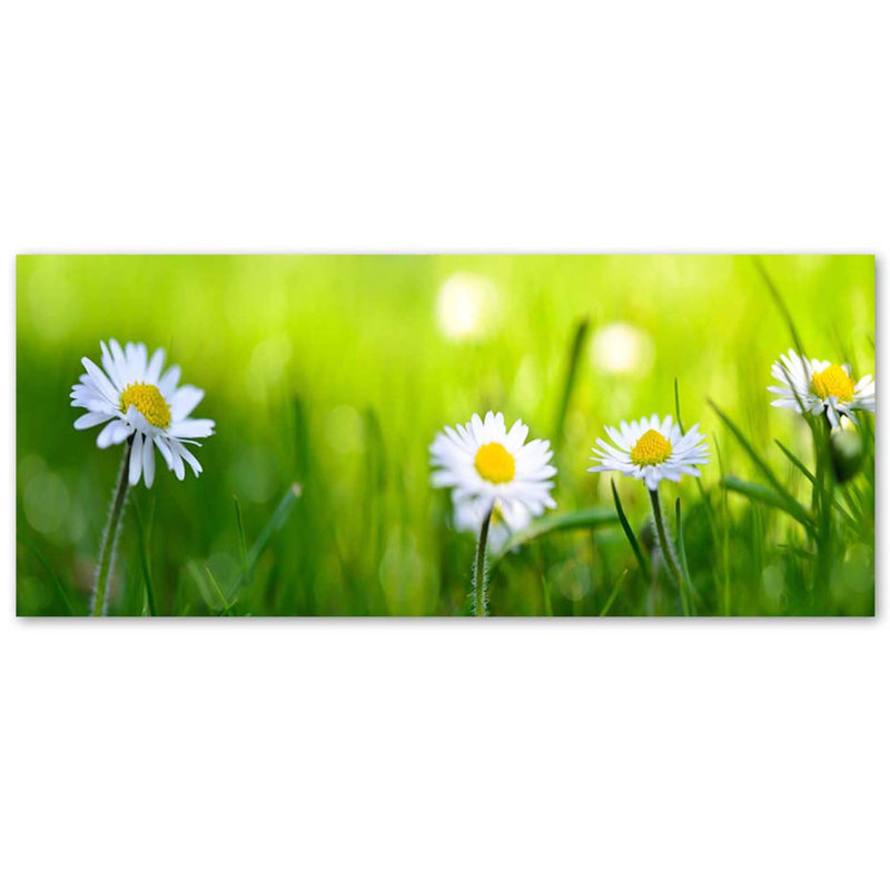 Daisies In The Grass - No Frame Print on Canvas, 40cm H x 120cm W