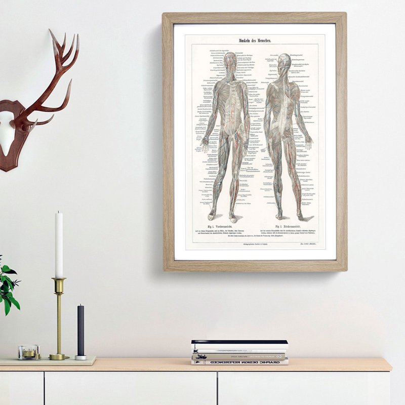 Human Anatomy in German - Picture Frame Drawing Print, 36cm H x 27cm W x 2cm D, Oak Framed