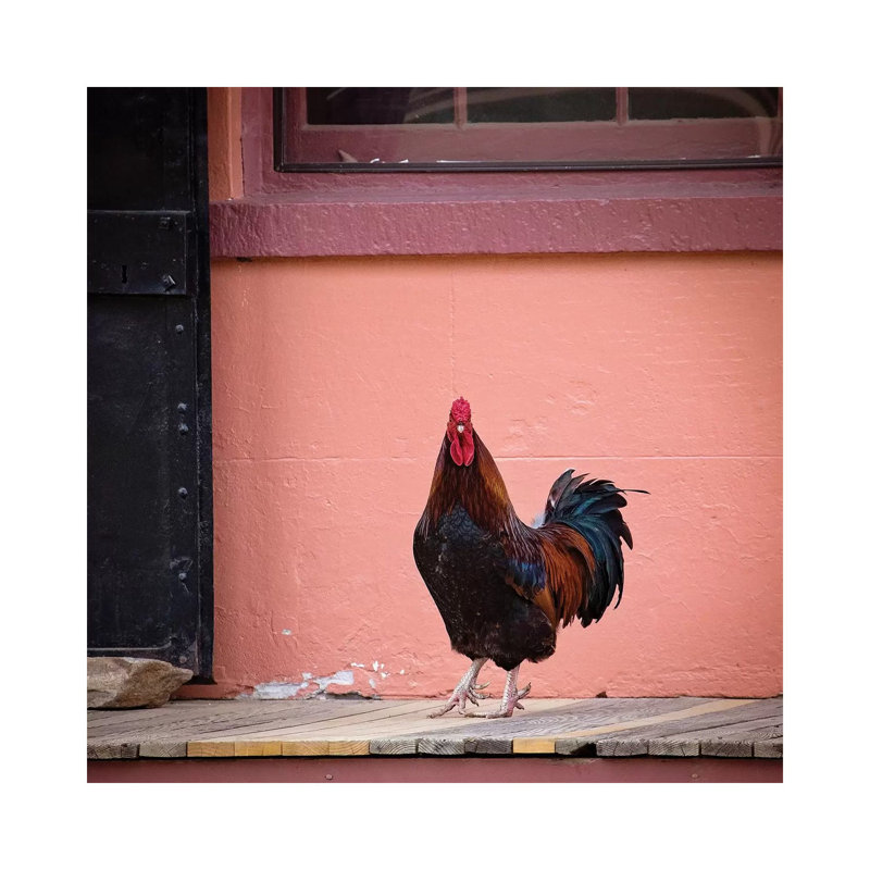 Rooster Portrait by Karen Burke - Wrapped Canvas Print, 30.48cm H x 30.48cm W x 1.91cm D