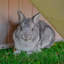 Weather Resistant Rabbit Hutch