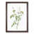 Walnut Framed selected