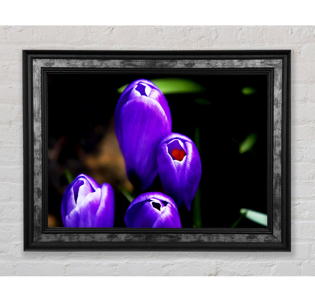 Purple Crocus Delight - Einzelner Bilderrahmen Kunstdrucke