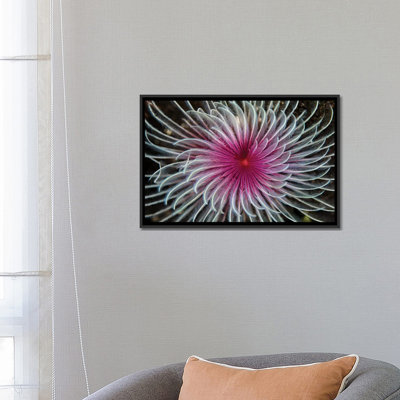 « detail of the spirale tentaculesy of a plumer worm ii », reproduction d’impression sur toile