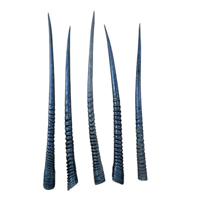 Real Oryx Antelope Horn (1 Piece)