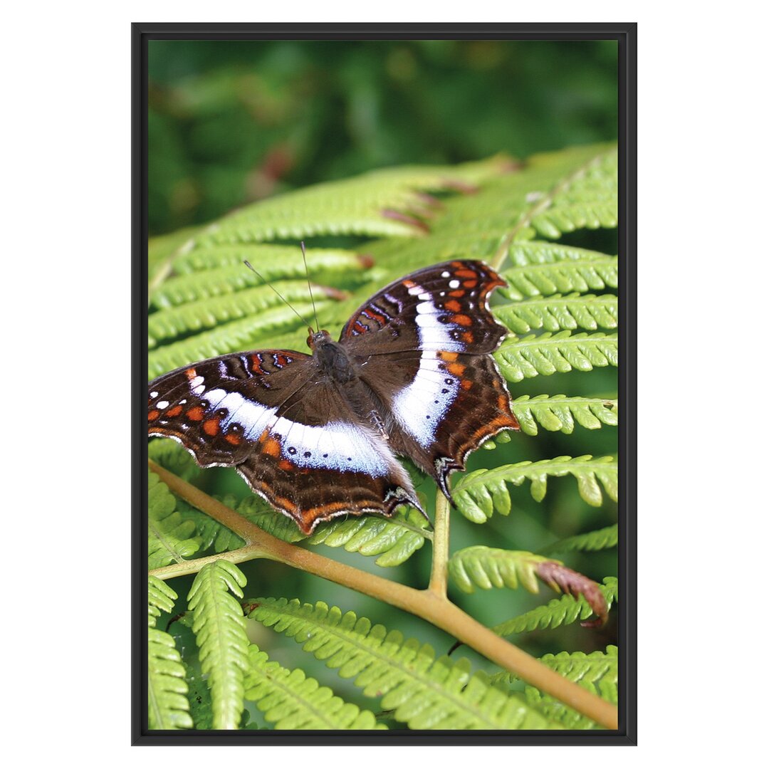 Gerahmtes Wandbild Schmetterling auf Farnblatt