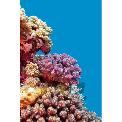 Coral Reef At The Bottom Of Tropical Sea by Ronnybas - Wrapped Canvas Print