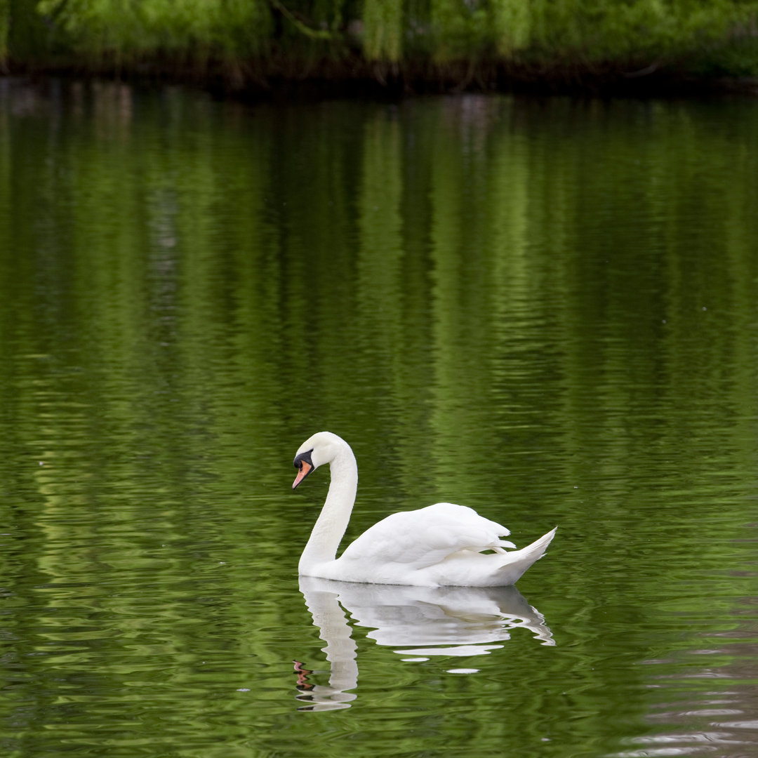 Schwan in einem See von LdF - Leinwandbild