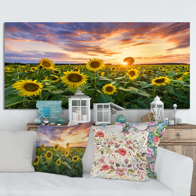 " Blossoming Sunflower Field "