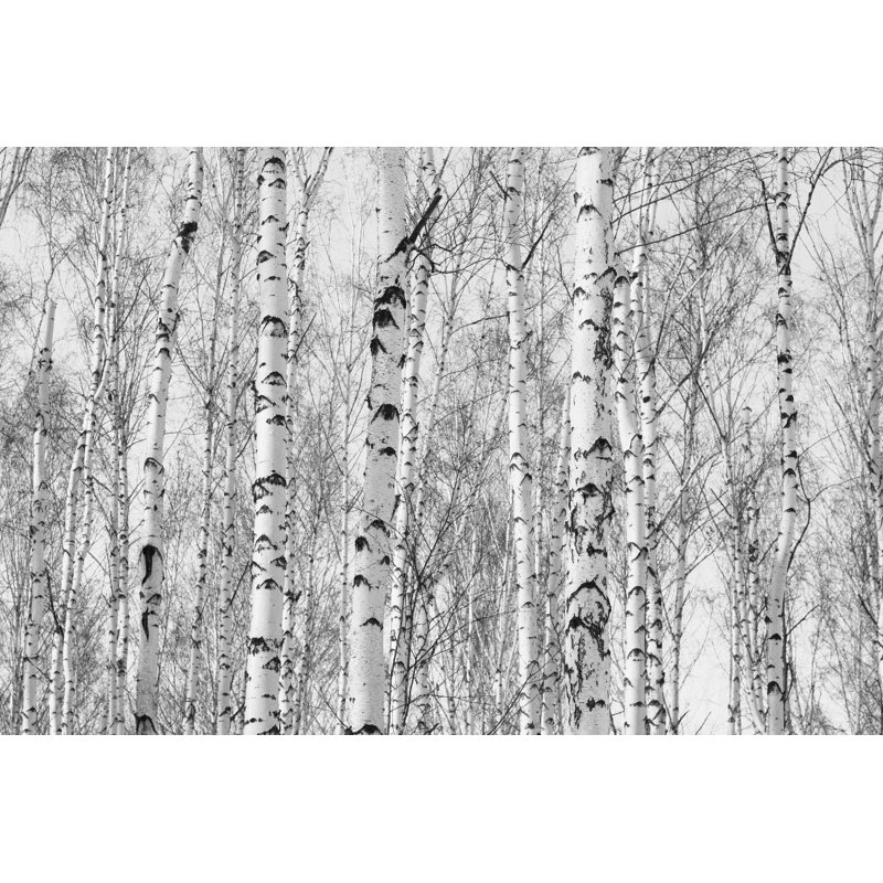 Birch Grove in Autumn - Photographie sur toile tendue, H 8 po x l 12 po