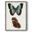 Reproduction encadrée de papillons bleus antiques IV - bois massif-2131606875