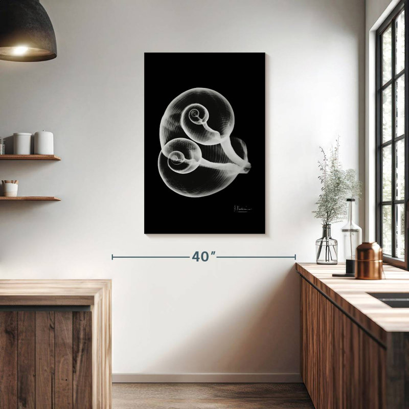 Aletra Conjoined Shells, 39" H x 26" W