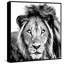 «Mighty Lion» par Marmont Hill - reproduction sur toile flottante-271558424