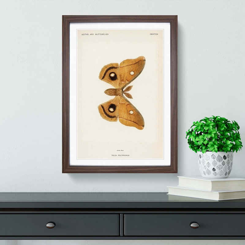 Polyphemus Moth by S.F. Denton - Picture Frame Painting Print, 36cm H x 27cm W x 2cm D, Walnut Framed