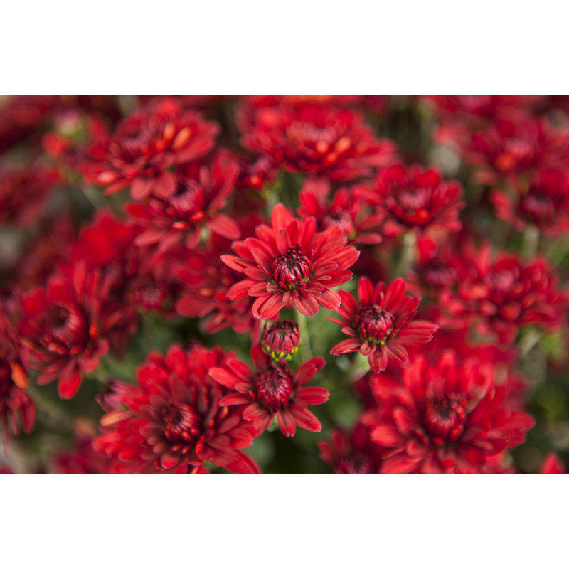 Red Chrysanthemums by MagMos - No Frame Art Prints on Canvas, 81cm H x 122cm W
