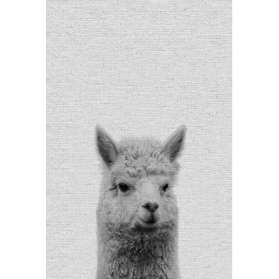 Llama Surprise II - Drawing on Canvas