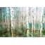 Reproduction de photographie sur toile tendue, « Aspen Green » par Parvez Taj-1601371082