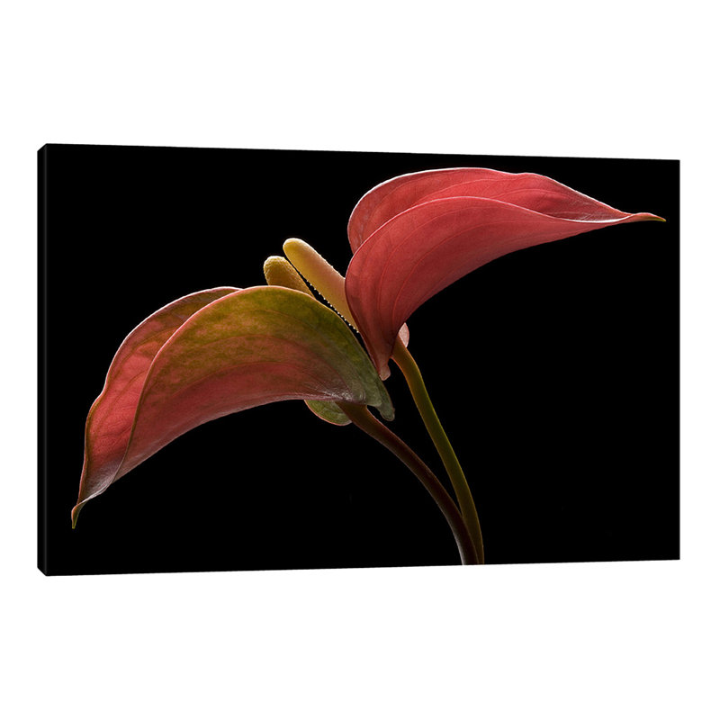 Anthurium 2 1 Piece Wrapped Canvas Wall Art, 30 cm H x 46 cm W x 4 cm D