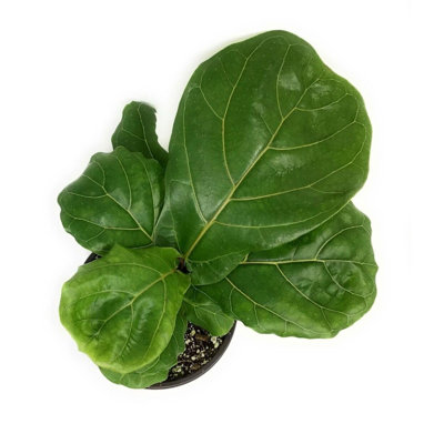 Suncoast Ficus Tree - Live Starter Plant in a 2 Inch Pot - Ficus Lyrata - Stunning Easy Care Interior Houseplant
