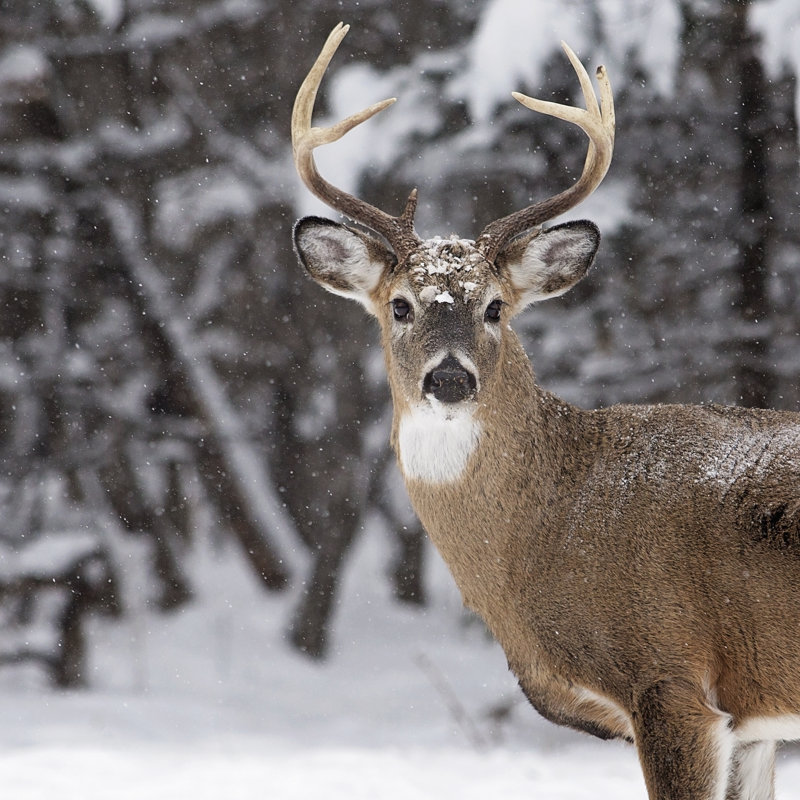 White-Tailed Deer Buck - Wrapped Canvas Print, 122cm H x 122cm W 