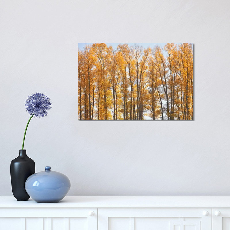 Autumn Cottonwoods by Brian Wolf - Wrapped Canvas Print, 30.48cm H x 45.72cm W x 1.91cm D