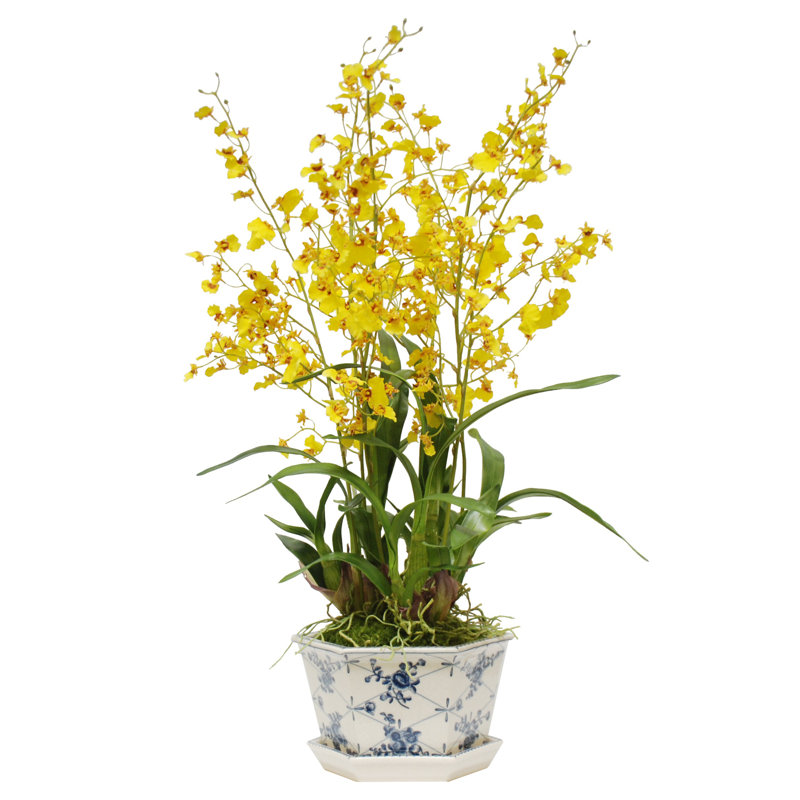 Oncidium Plant in Pot Cache Rose Trellis