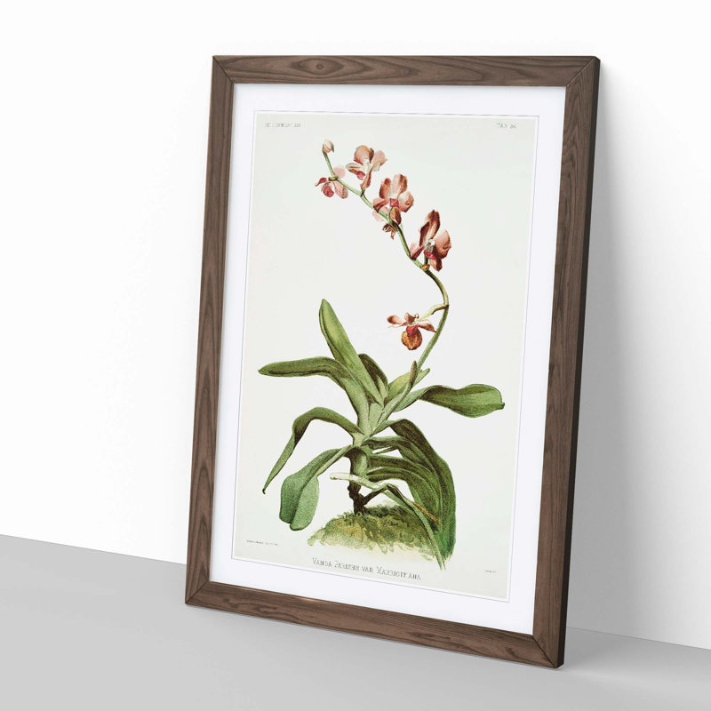 Magnolia Flowers Illustration Tab. 96 by Frederick Sander - Framed Print, 91cm H x 60cm W x 2cm D, Walnut