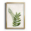 Botanical Wash II - reproduction botanique rétro, emmêlée et encadrée sous verre, art mural de salon et de salle à manger-2130414832-2130414790
